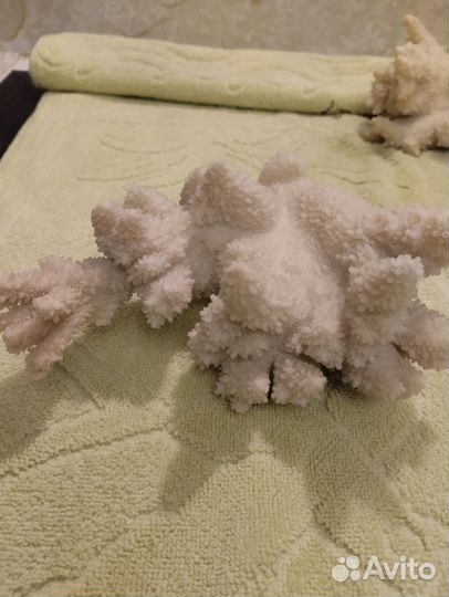 Кораллы Стагхорн и раковина из Тихого океана