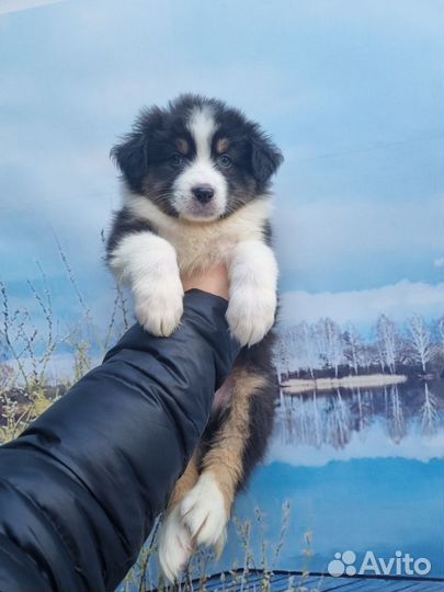 Аусси мальчики