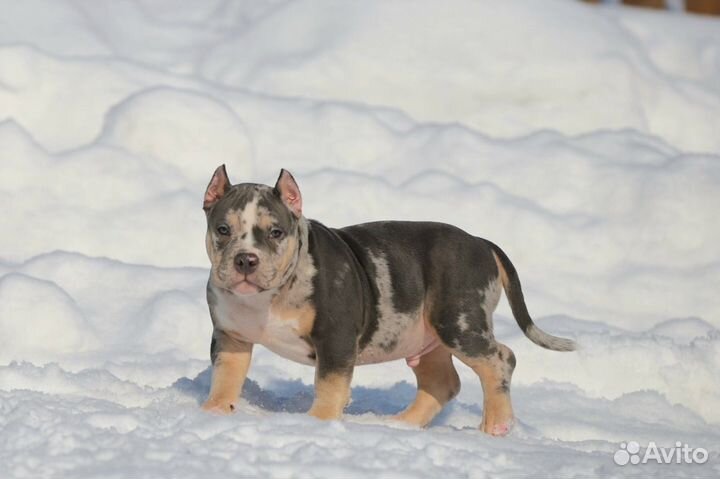 Американский булли покет мальчик