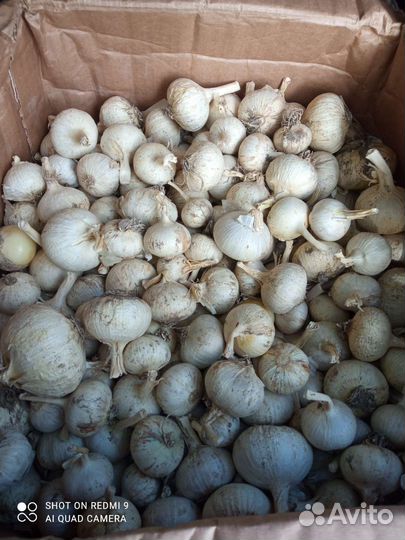 Рокамболь однозубка