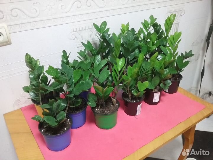 Замиокулькас