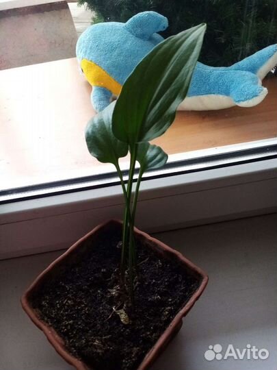 Дремиопсис крапчатый