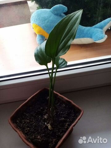 Дремиопсис крапчатый