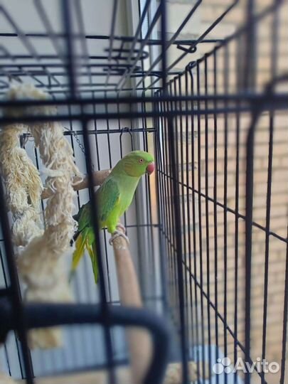 Ожереловый попугай мальчик ищет дом