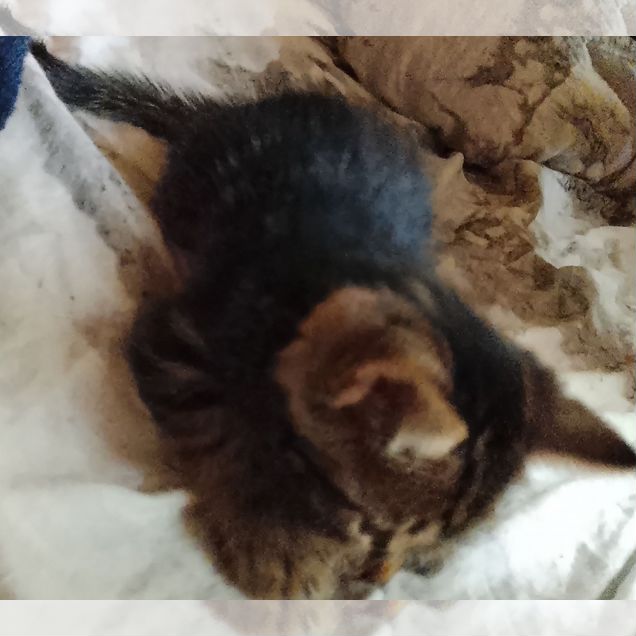 Котёнок в добрые руки