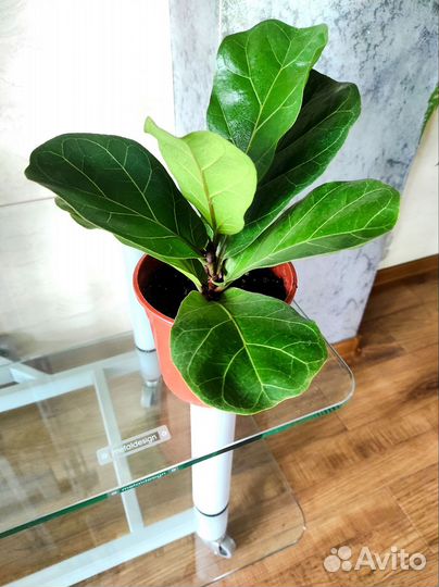 Фикус лирата бамбино