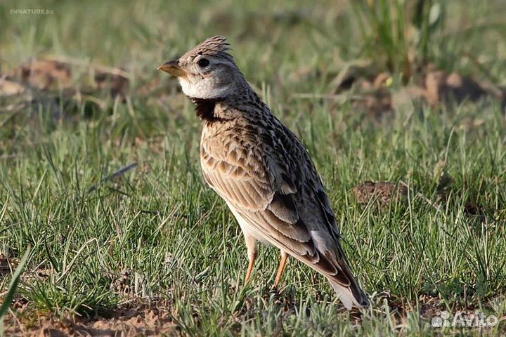 Певчие птицы