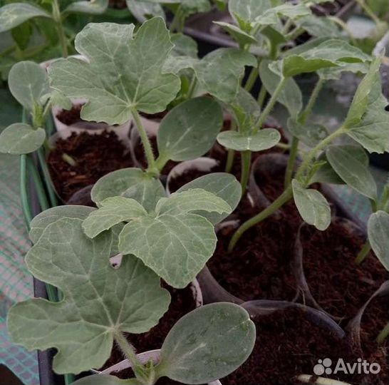 Арбуз рассада,саженцы