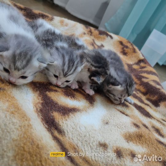 Котята смесь от Британской кошки