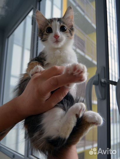 Котенок невероятная девочка