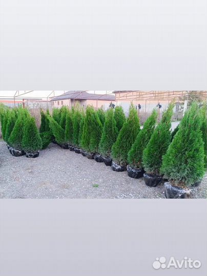 Тут смарагд