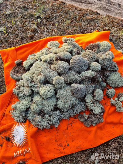 Цетрария Исландский мох