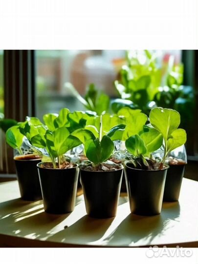 Стаканы для рассады