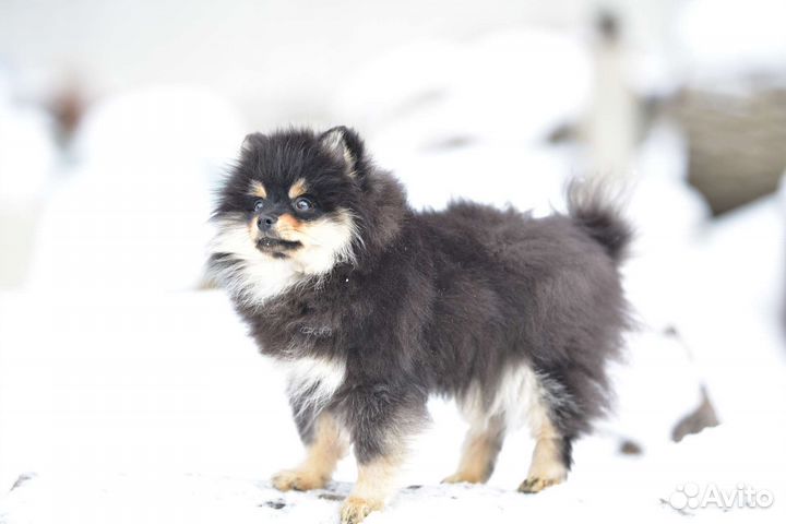 Померанский шпиц девочка