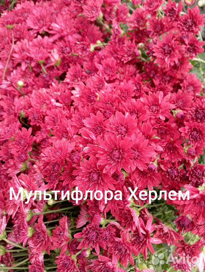 Хризантема корейская и мультифлора