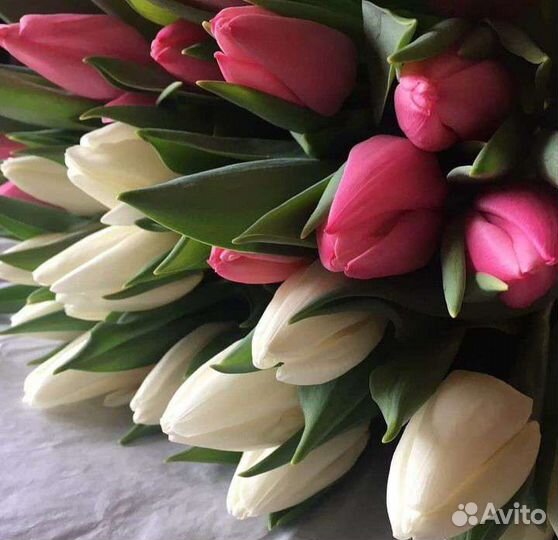 Тюльпаны опт и розница