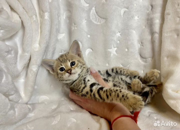Кошка саванна ф1