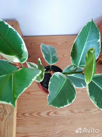 Фикус каучуконосный пестролистный