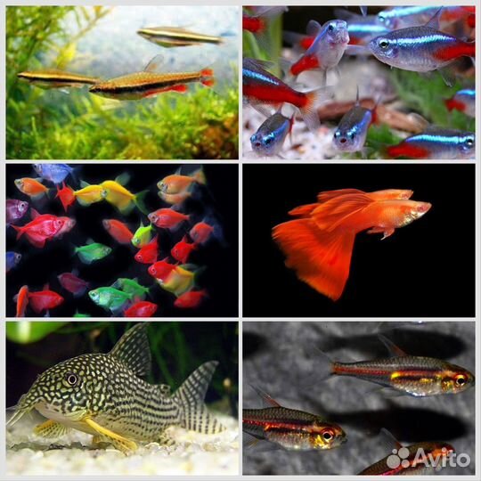 Аквариумные рыбки. Опт/розница