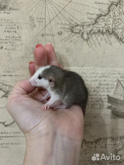 Крысята Дамбо девочки