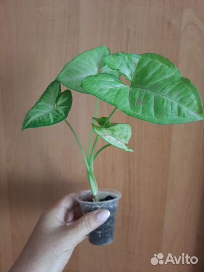 Сингониумы