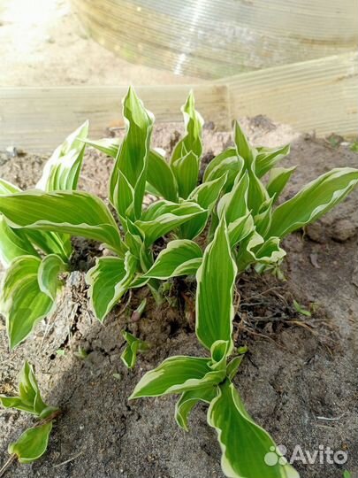 Пионы саженцы, хоста, мята