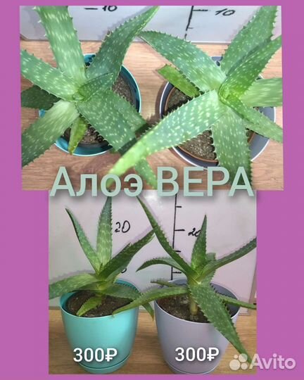 Продам цветы комнатные