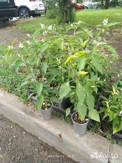 Перец комнатный острый 