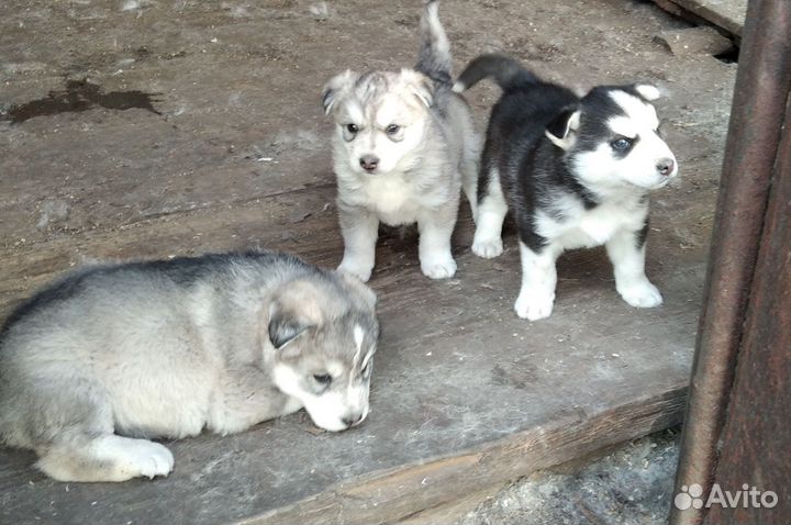 Сибирский хаски