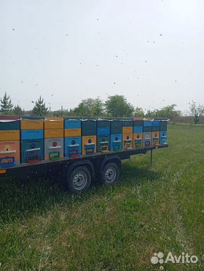 Мед акация 2024года