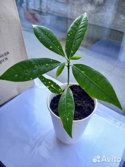 Кодиеум кротон