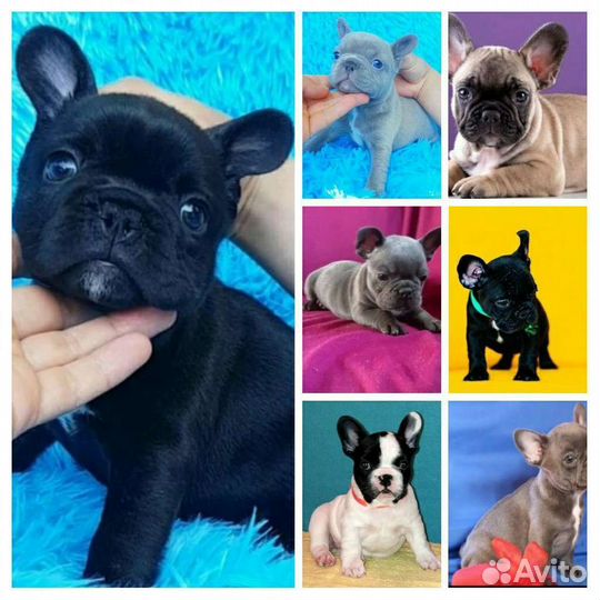 Французский бульдог