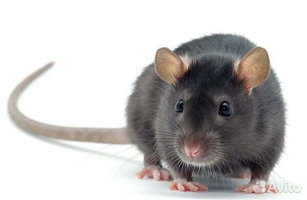 Аренда и передержка животных