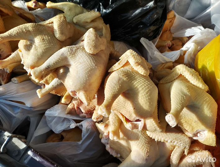 Куры Домашние