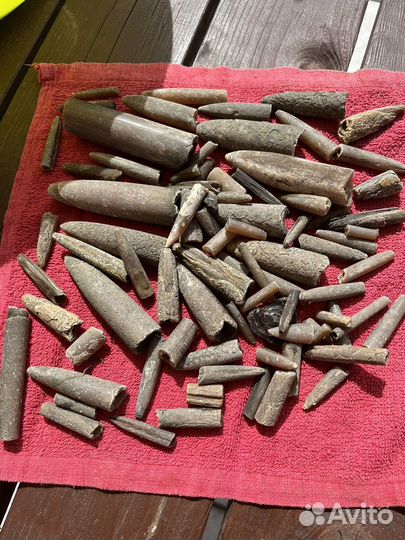 Белемниты чертовые пальцы