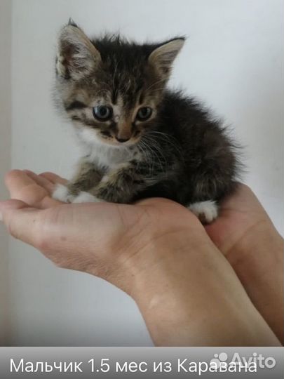 Котята в добрые руки