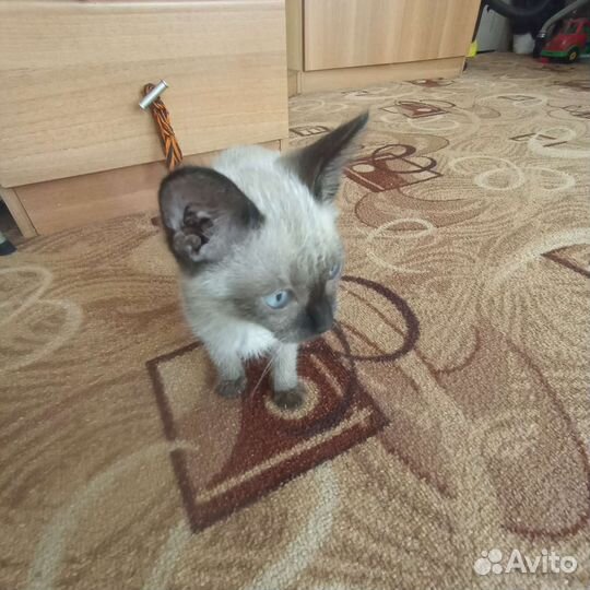 Тайская кошечка