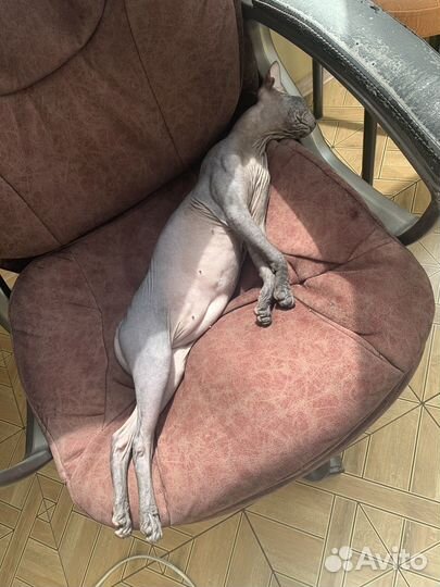 Вязка сфинкса