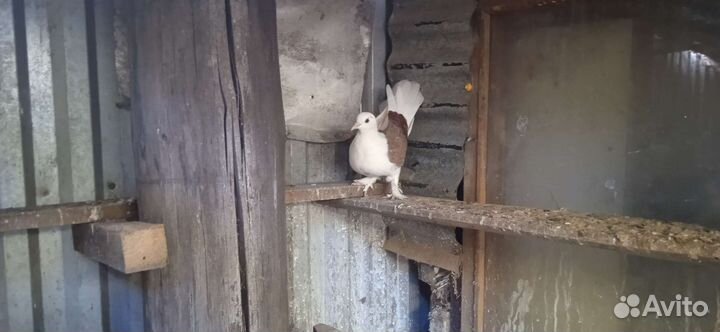 Николаевские и кировоградские