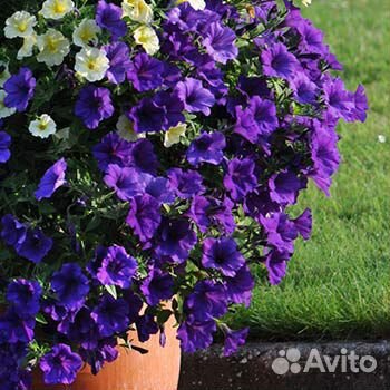 Сурфиния-королева петуний