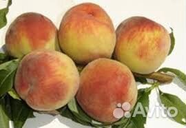 Саженцы персика