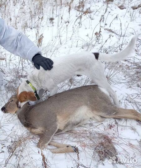 Щенки русской пегой гончей