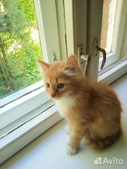 Кошки бесплатно