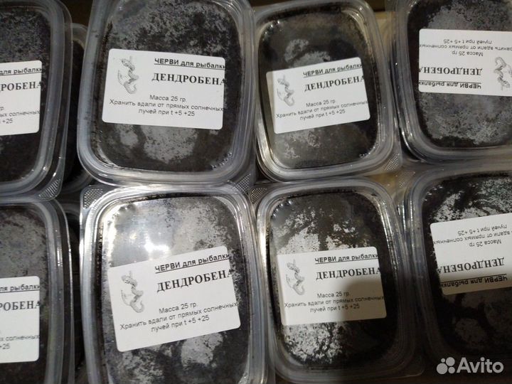 Черви Дендробена