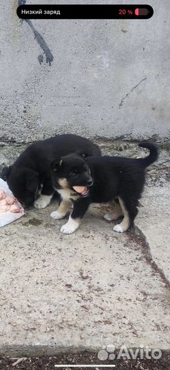 Щенок в добрые руки