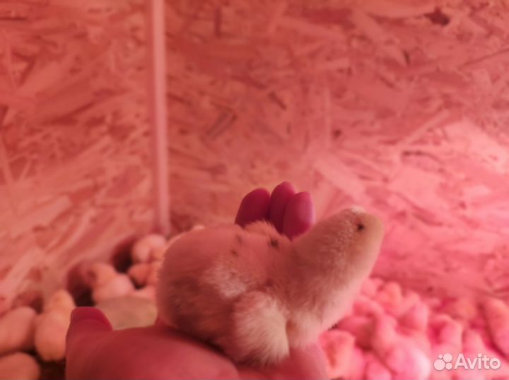 Цыплята бройлеры кобб 500 и Росс 308 импорт