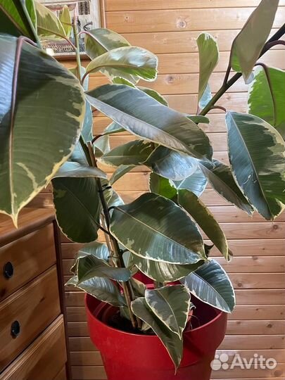 Фикус эластика тинеке D-27 /H-130, 3 ствола