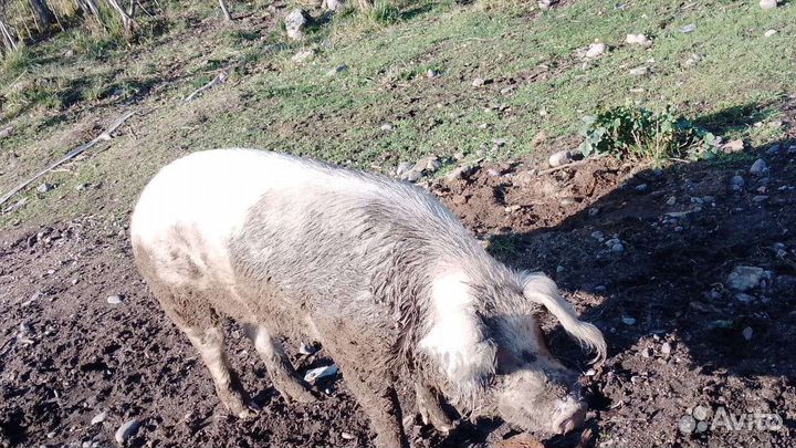 Хряк на племя свиноматки