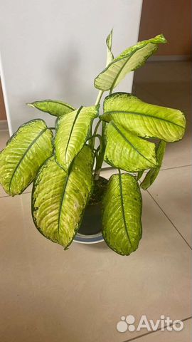 Диффенбахия