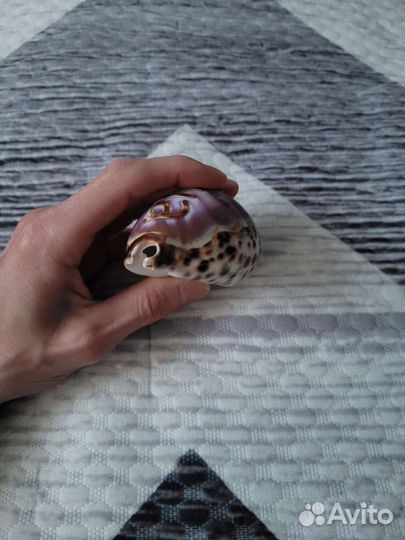 Сувенир ракушка с именем Лёша